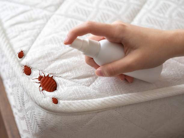 Best Local Pest Control Services  in Sunnyside, CA