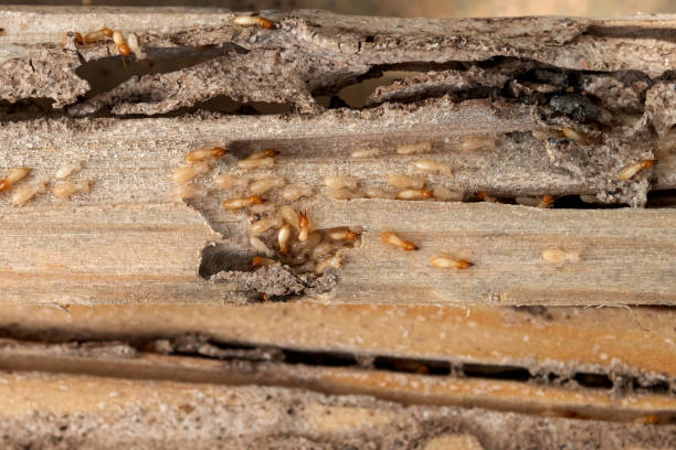 Best Mosquito Control Services  in Sunnyside, CA